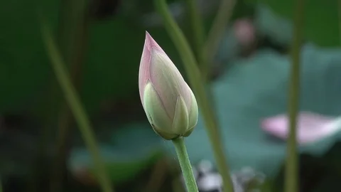 Pink lotus and leaves in the win Stock Footage 77243573