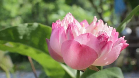 Pink lotus blooming Stock Footage 45395349