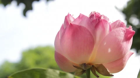Pink lotus blooming Stock Footage 45401806