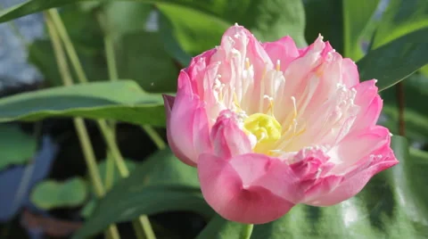 Pink lotus blooming Stock Footage 45407229