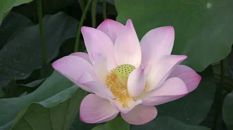 Pink Lotus blossom Stock Footage 24728542