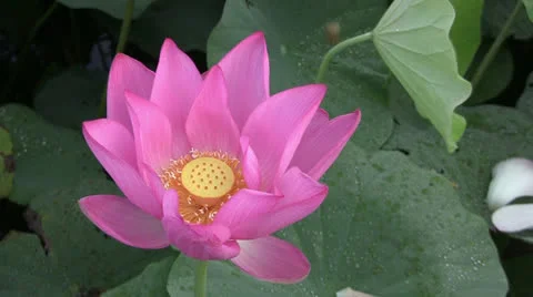 Pink Lotus blossom 스톡 동영상 24794941