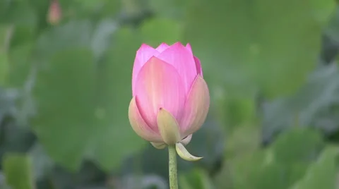 Pink Lotus blossom 스톡 동영상 24796432