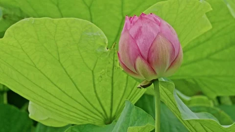 Pink Lotus Bud Standing Before Prominent Backlit Leaf Veins Stock Footage 345291553