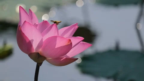 Pink lotus flowe Stock Footage 98570915