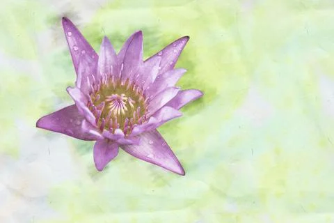 Pink lotus flowe Stock Photos