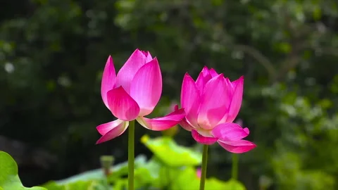 Pink Lotus Flower 2 Video stock 247802197