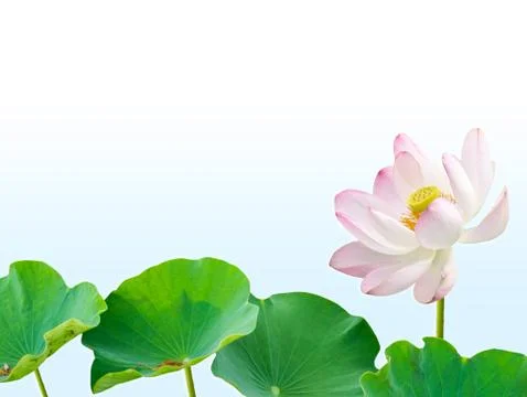 Pink lotus flower and leaves isolated on blue gradient background Stock Photos
