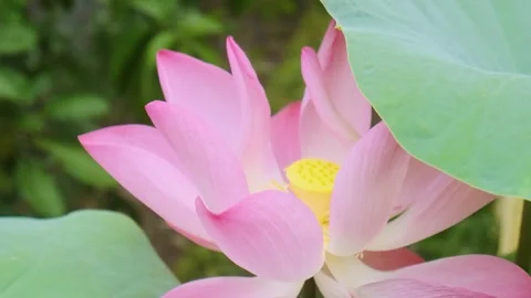 Pink lotus flower in bloom surrounded by large green leaves in lush natural Stock Footage 312813837
