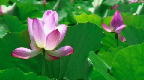Pink lotus flower Stock Footage 304542