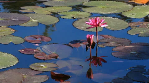 Pink lotus flower 库存影片 24453697