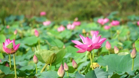 Pink lotus flower Stock Footage 81935264