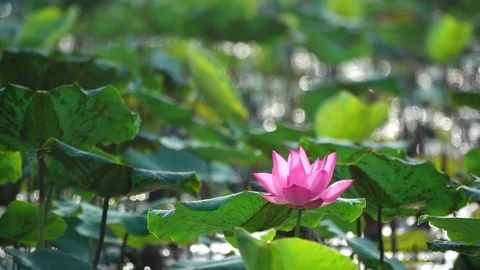 Pink lotus flower Stock Footage 81935486