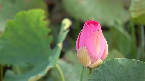 Pink lotus flower Stock Footage 82953056