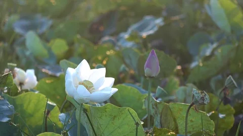 Pink lotus flower Stock Footage 82953601