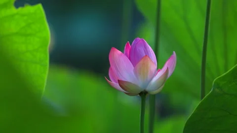 Pink lotus flower Video stock 137003971