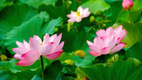 Pink lotus flower Video stock 236914663