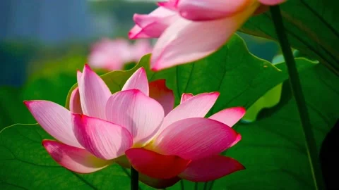 Pink lotus flower Video stock 236915414