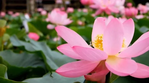 Pink lotus flower Video stock 236920708