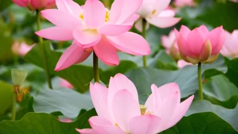 Pink lotus flower Video stock 236920729