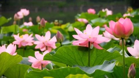 Pink lotus flower Video stock 236921082