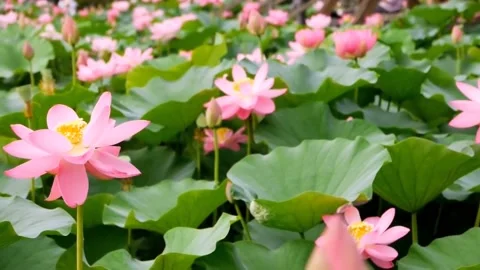 Pink lotus flower Video stock 236921083