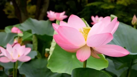 Pink lotus flower Stock Footage 236921085
