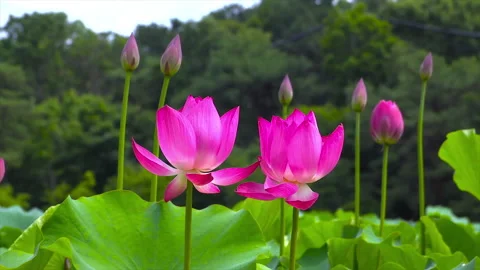 Pink Lotus Flower Video stock 247802344