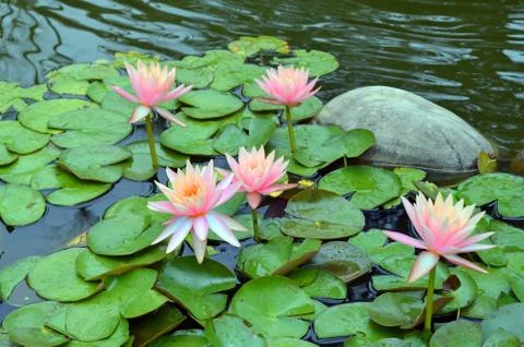 Pink lotus flower Stock Photos