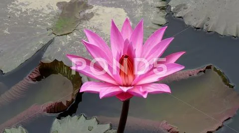 Pink lotus flower Stock Photos