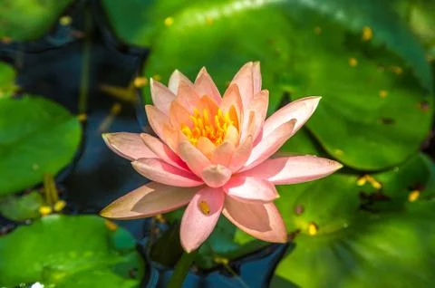 Pink lotus flower Stock Photos