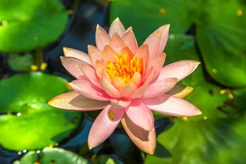 Pink lotus flower Foto stock
