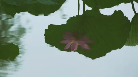 Pink Lotus Flower Reflection Floating on Calm Pond Water Surface in Summer Park Video stock 342106467