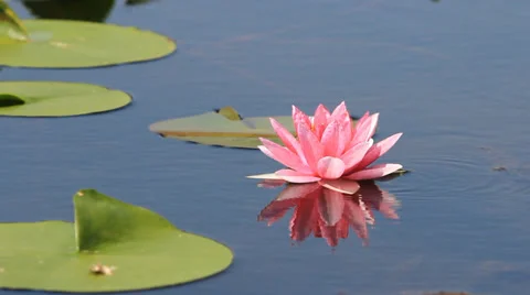 Pink lotus flower reflection 库存影片 32217594