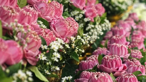 Pink lotus flowers arranged for Buddhist ceremony Stock Footage 335073730