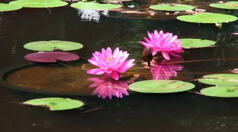 Pink lotus flowers Stock Footage