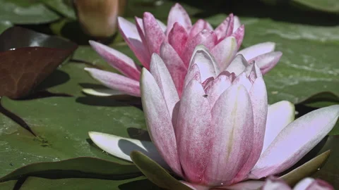 Pink Lotus Flowers Stock Footage 167354588