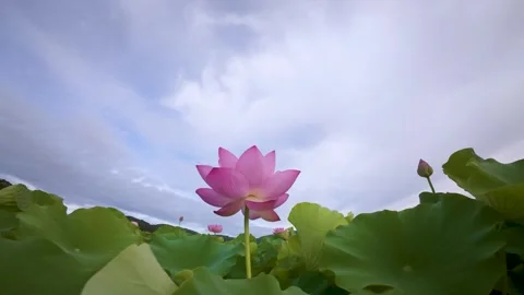 Pink Lotus Flowers in Full Bloom at a Japanese Pond Stock Footage 336830952