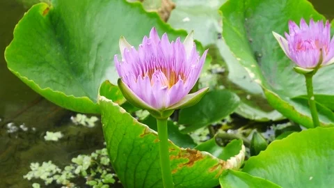 Pink Lotus Stock Footage 81193459