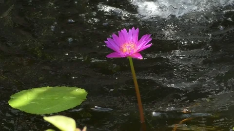 Pink lotus Stock Footage 112660137