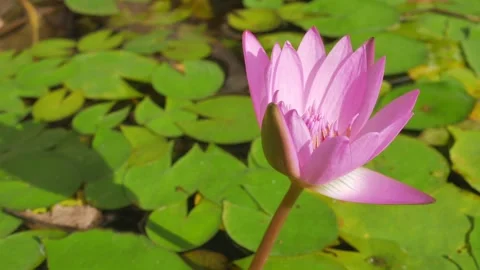Pink lotus Stock Footage 141778249