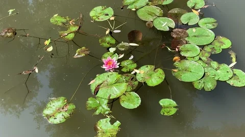 Pink lotus Video stock 157355604