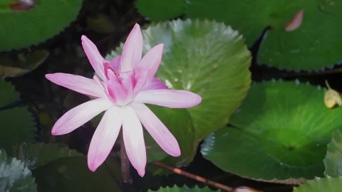 A pink lotus Video stock 165330878