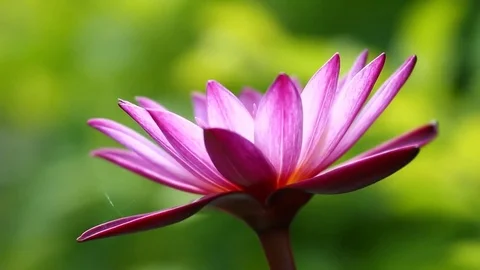 Pink  lotus  with green background Stock Footage 83383758