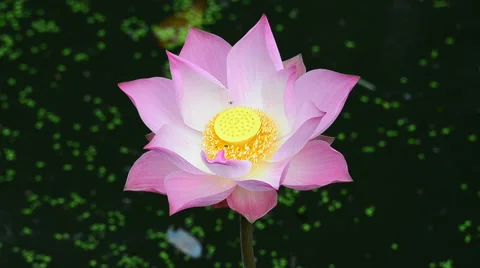 The pink lotus. HD Stock-Footage 43716528
