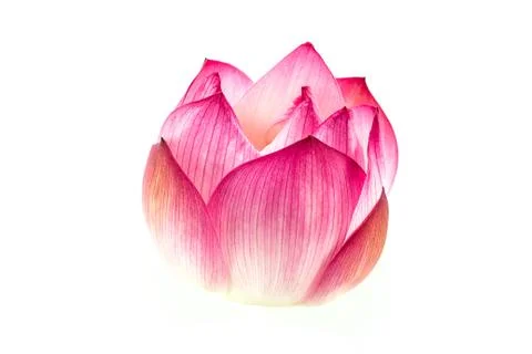 Pink lotus isolate on white background Stock Photos