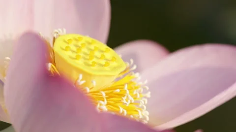 Pink lotus in the morning Stock Footage 58340302