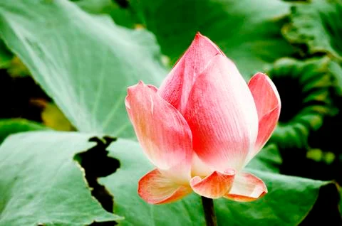 Pink lotus Stock Photos