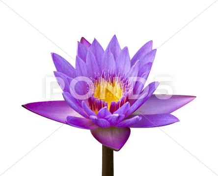 Pink lotus Stock Photos