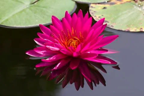 Pink lotus Foto stock